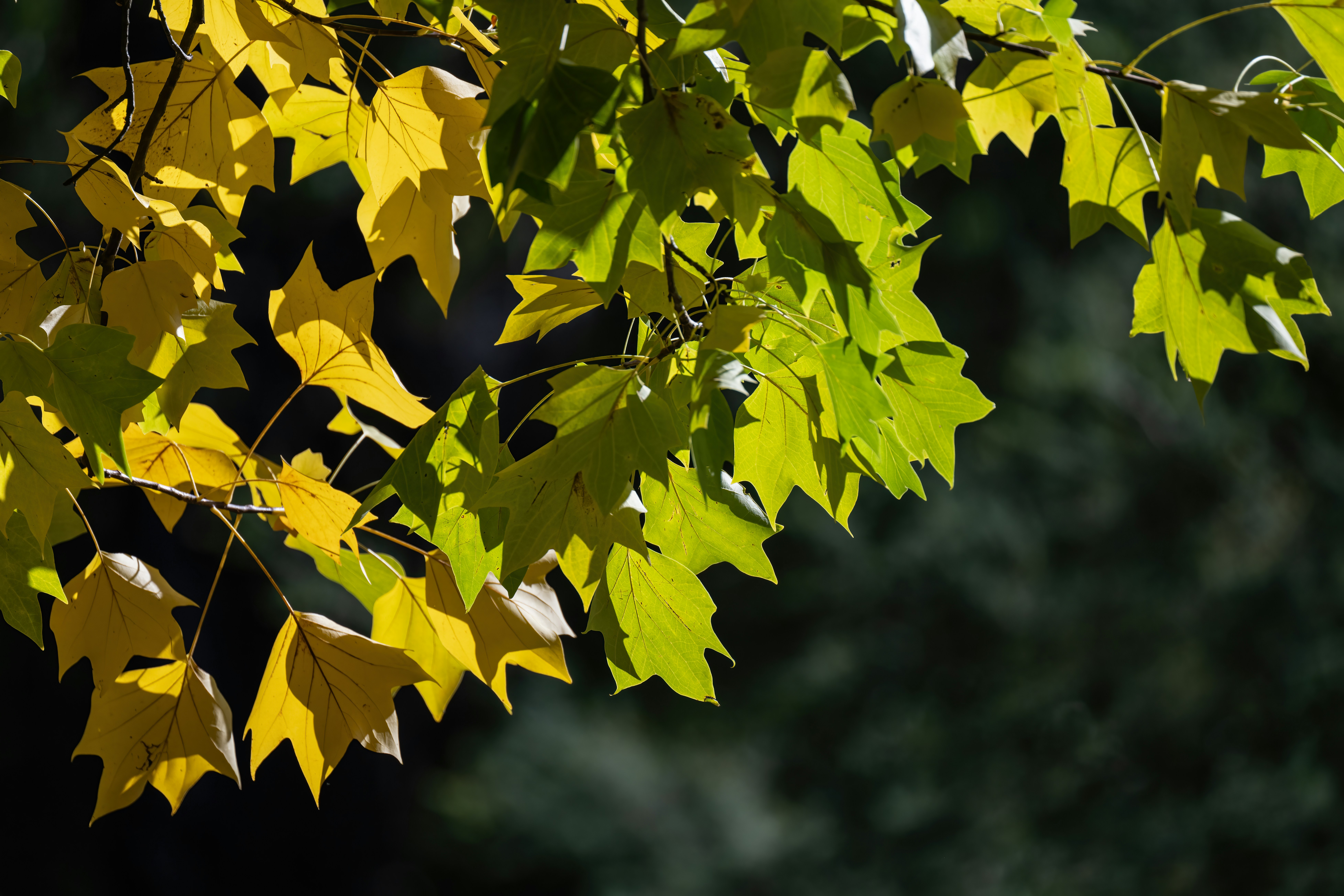 With pick #185, Toronto selects Rylan Fellinger