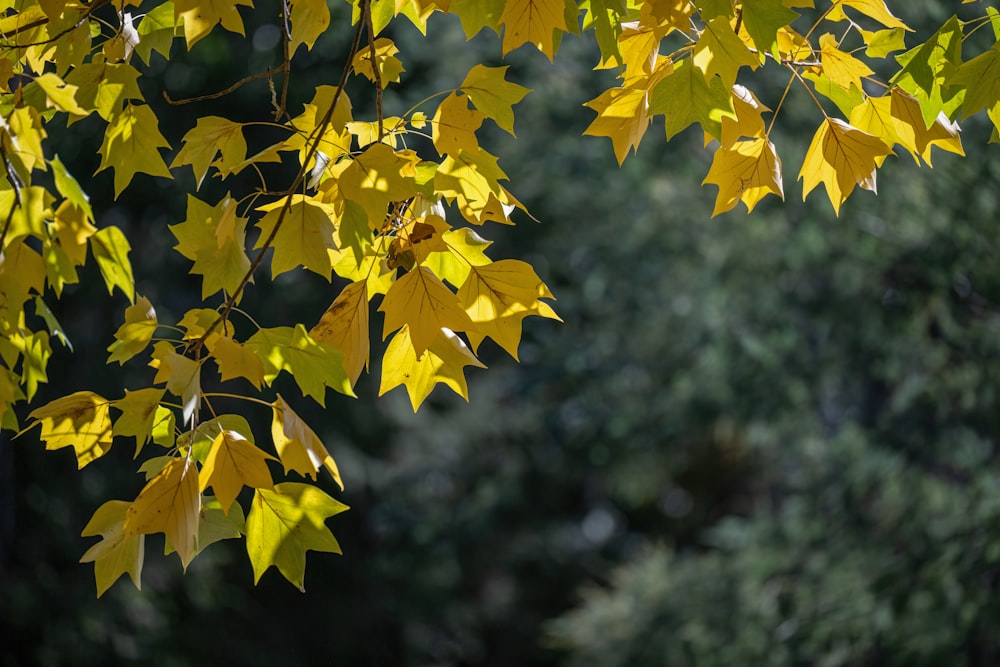a tree with yellow leaves in front of a forest