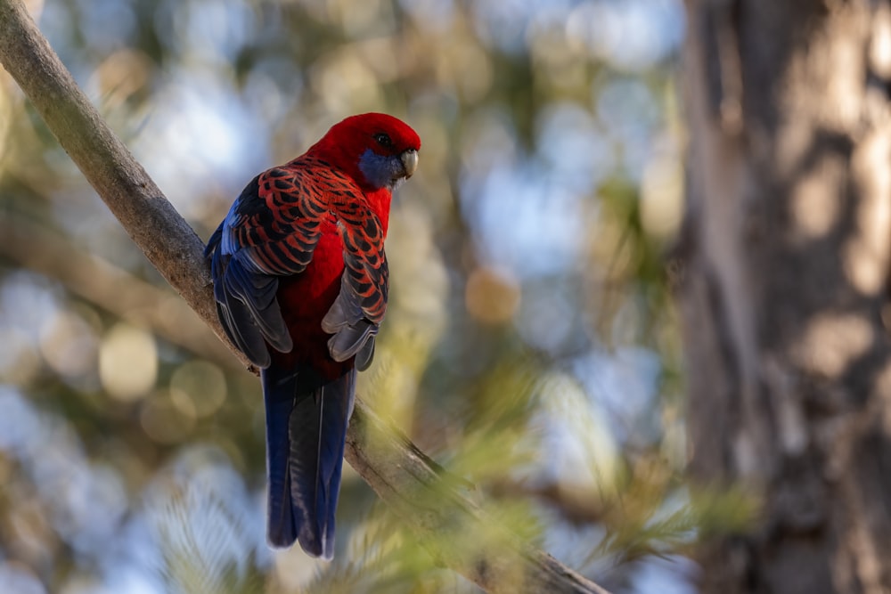 a red and blue bird perched on a tree branch