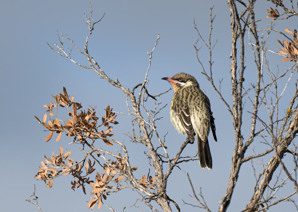 a bird perched on top of a tree branch