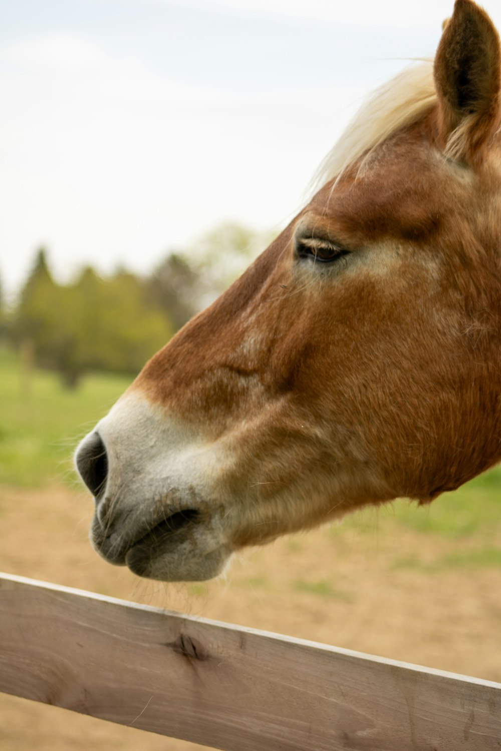 a close up of a horse looking over a fence