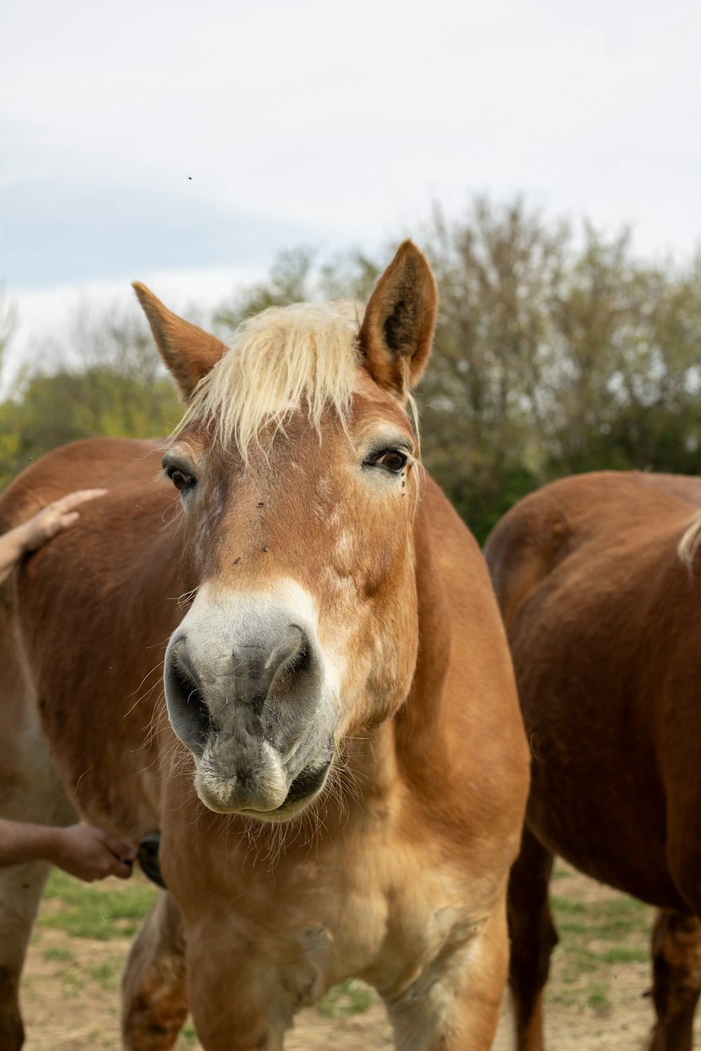 a close up of a horse looking at the camera