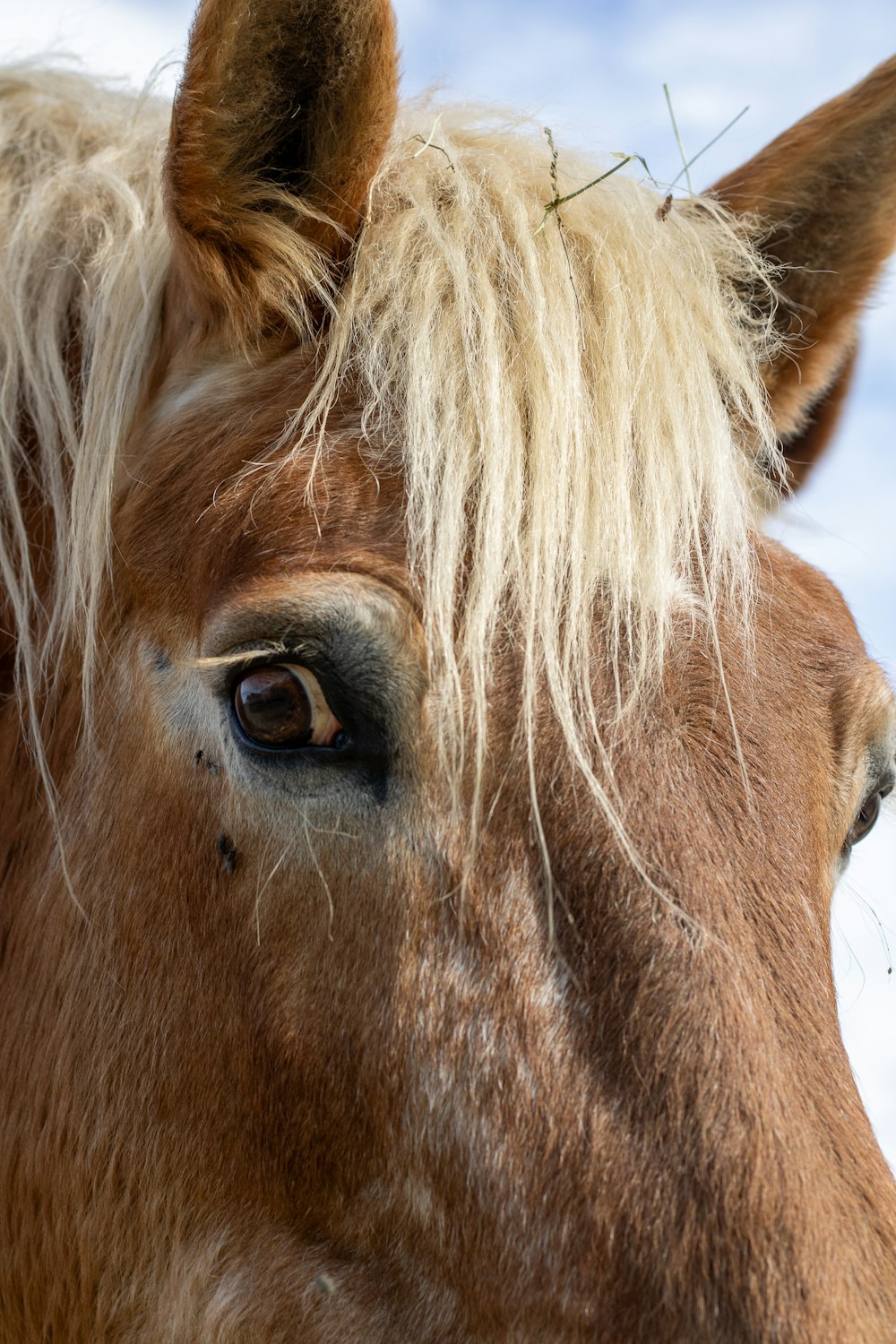 a close up of a brown horse with blonde hair