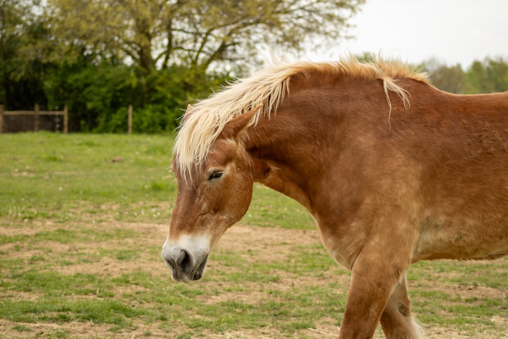 a brown horse standing on top of a lush green field