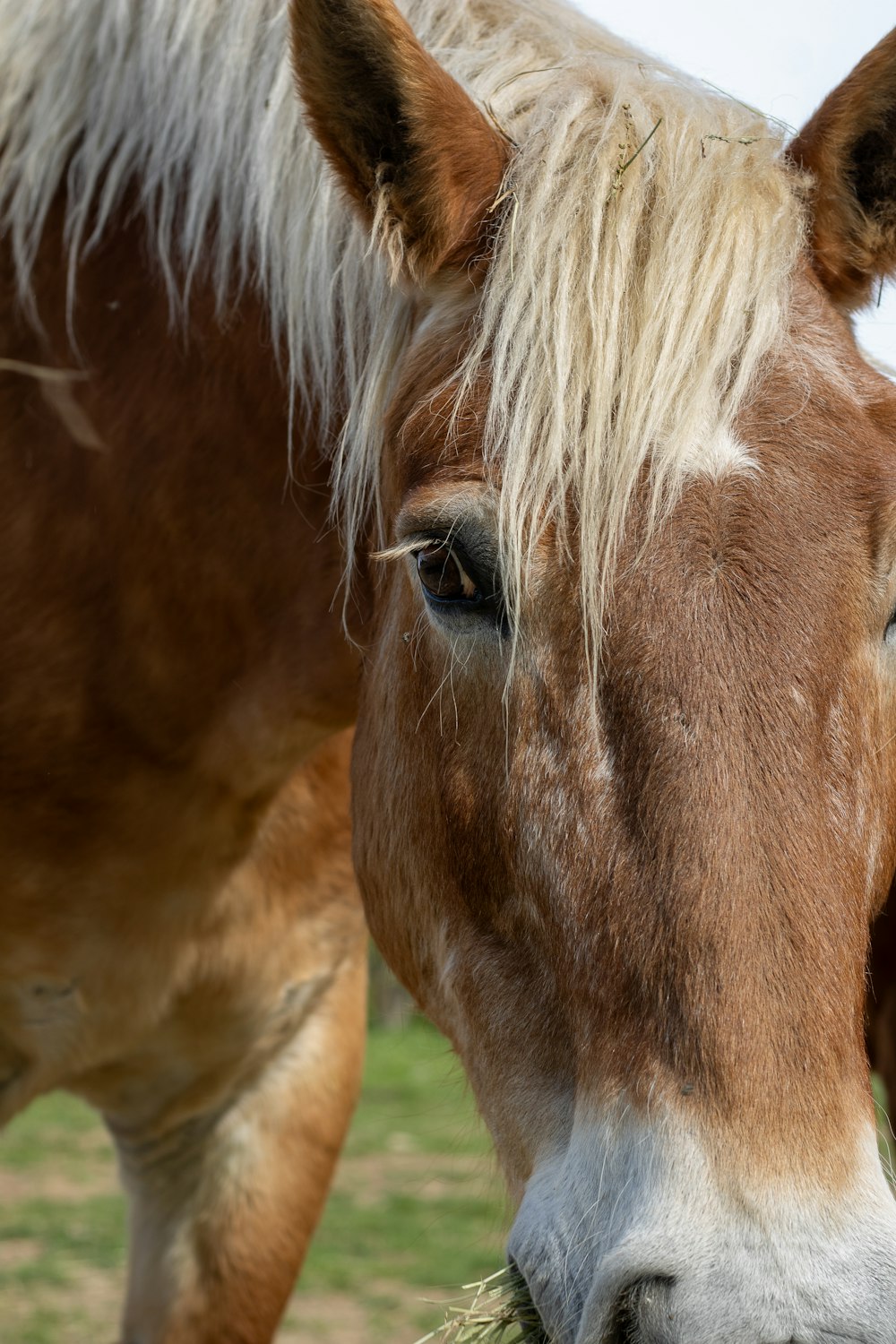 a close up of a horse with a blurry background