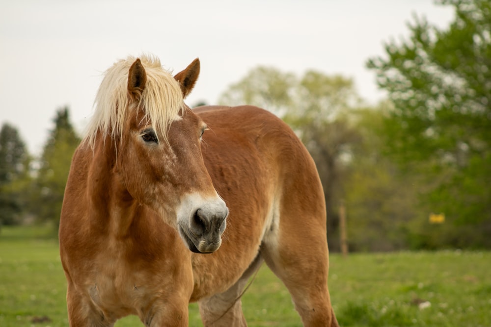 a brown horse standing on top of a lush green field