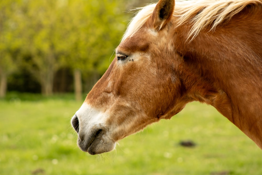 a brown horse standing on top of a lush green field