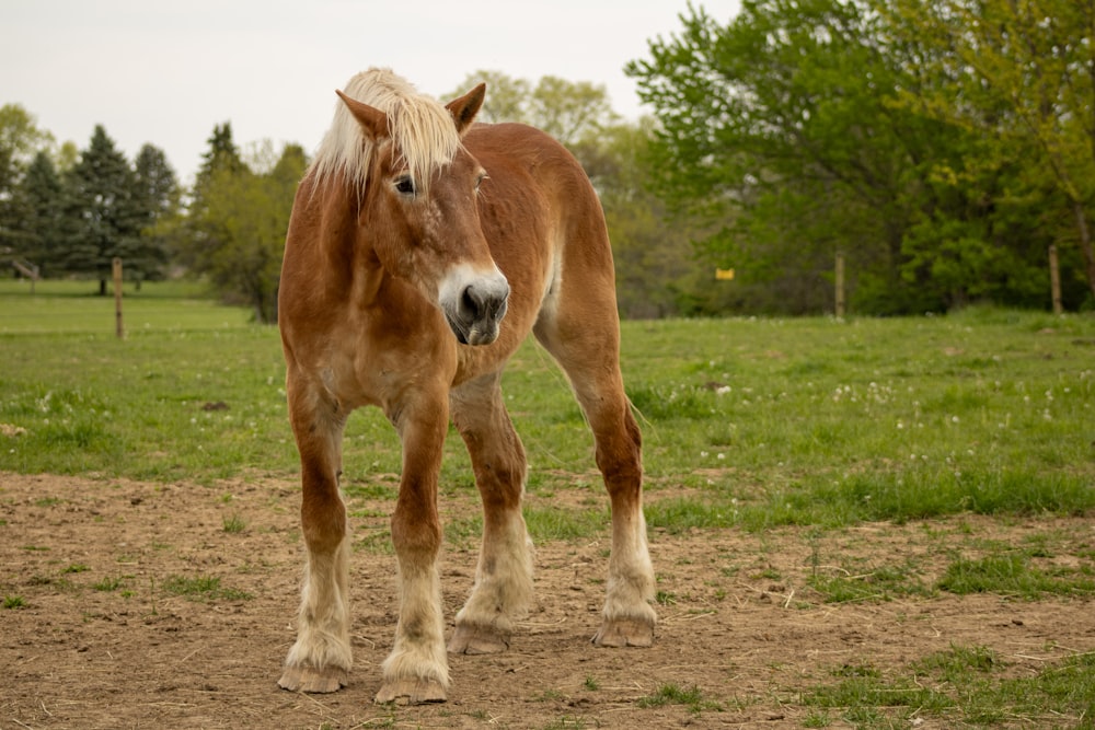 a brown horse standing on top of a dirt field