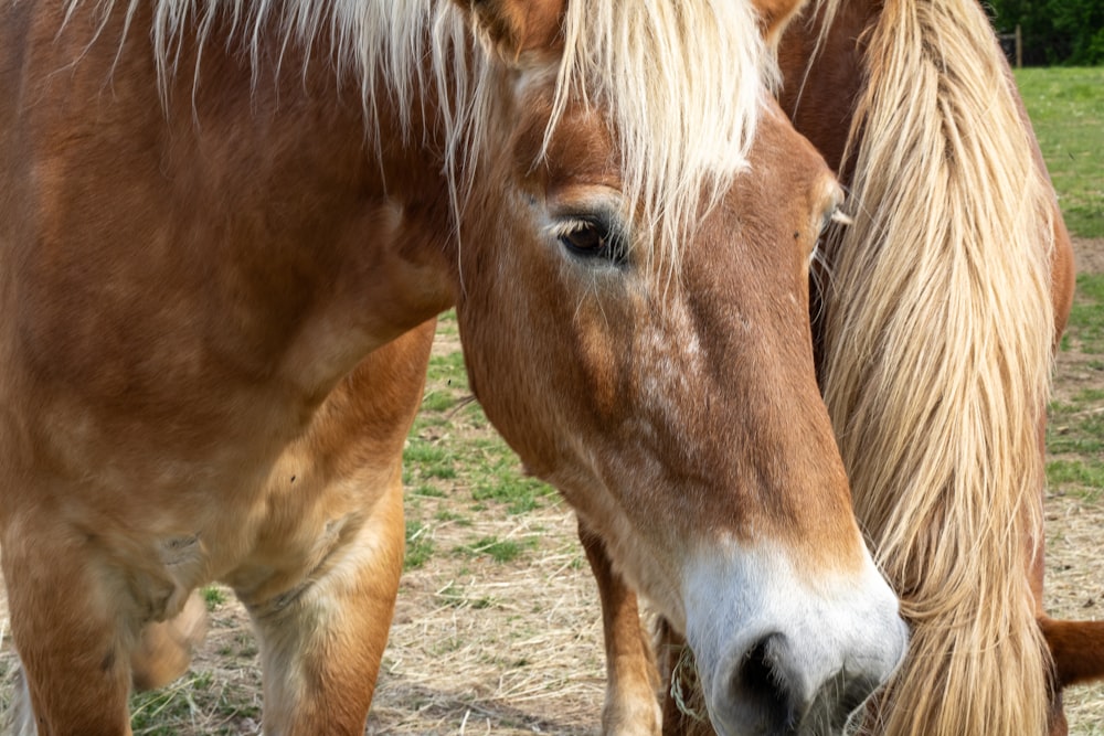 a couple of brown horses standing on top of a grass covered field