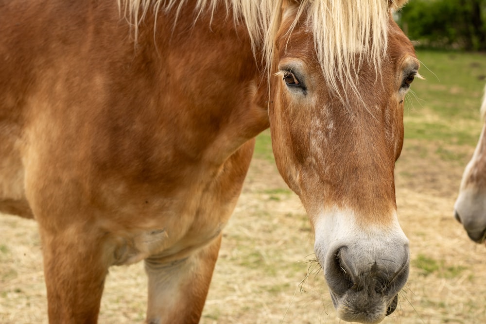 two horses standing next to each other in a field