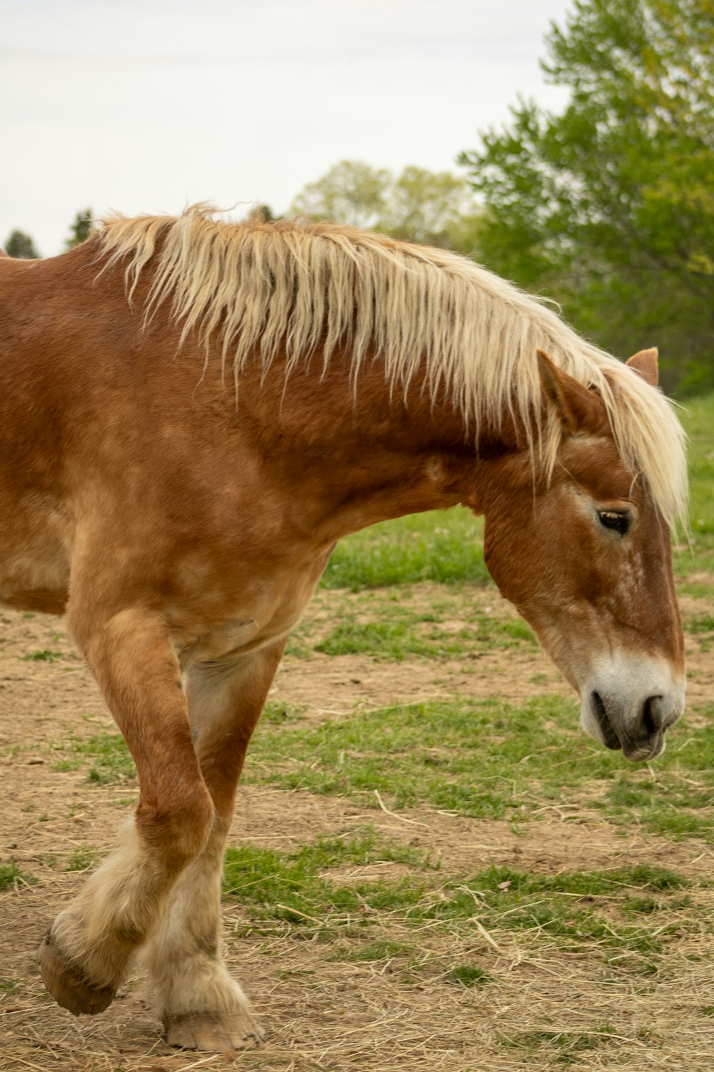 a brown and white horse standing on top of a grass covered field