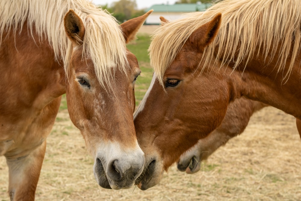 a couple of brown horses standing next to each other