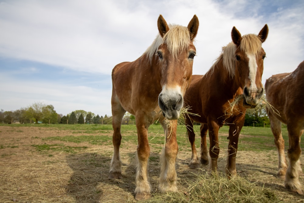 two brown horses standing next to each other on a field
