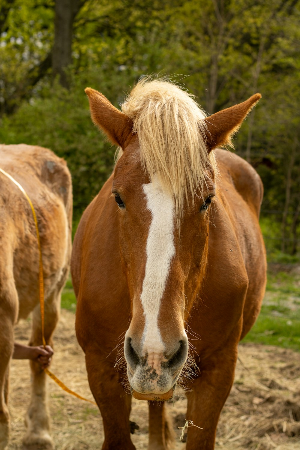 a brown horse standing next to a brown and white horse