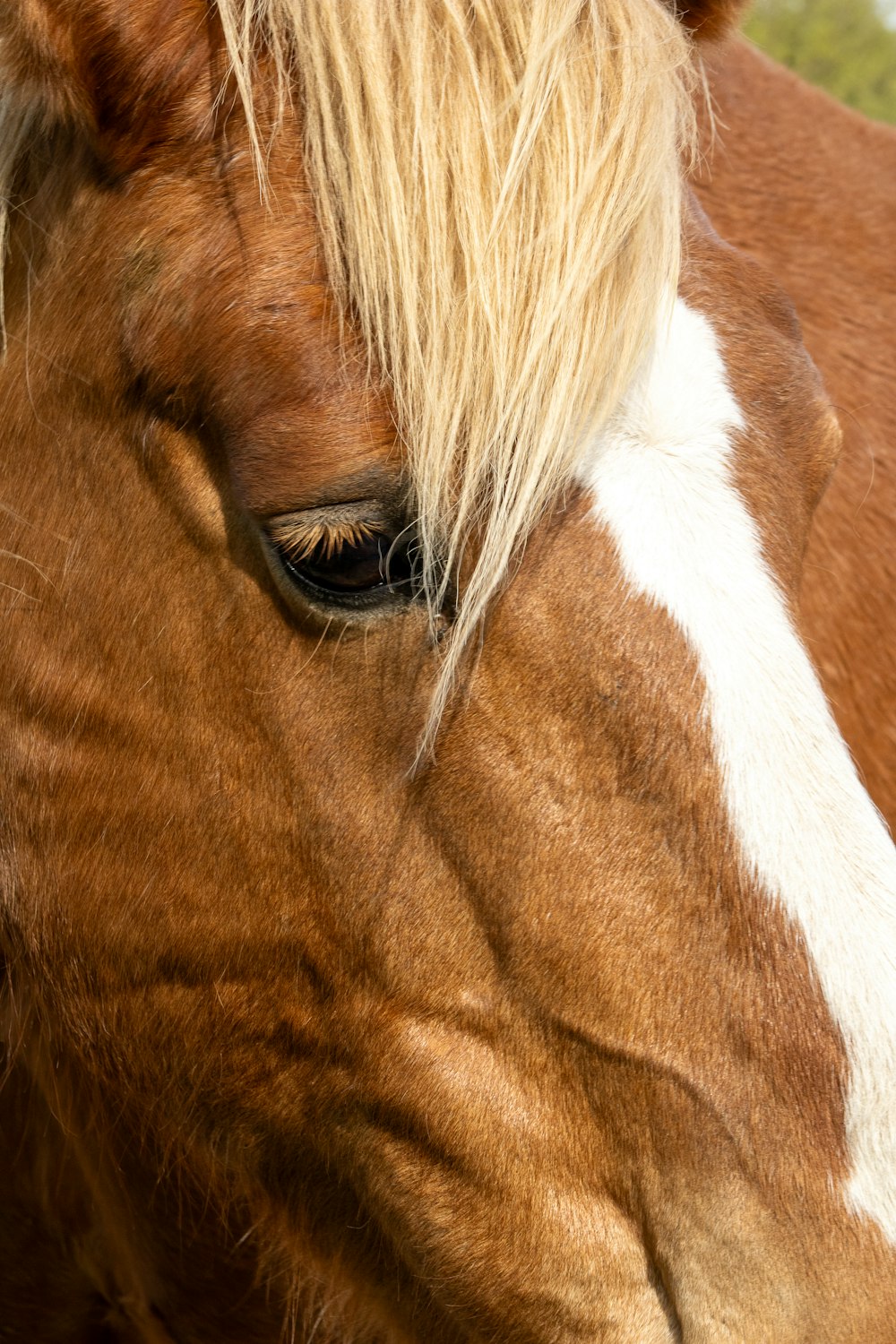 a close up of a brown and white horse