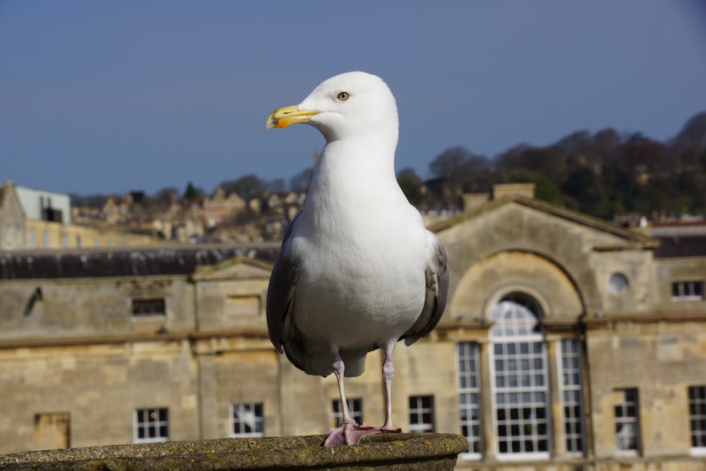 a seagull standing on a ledge in front of a building