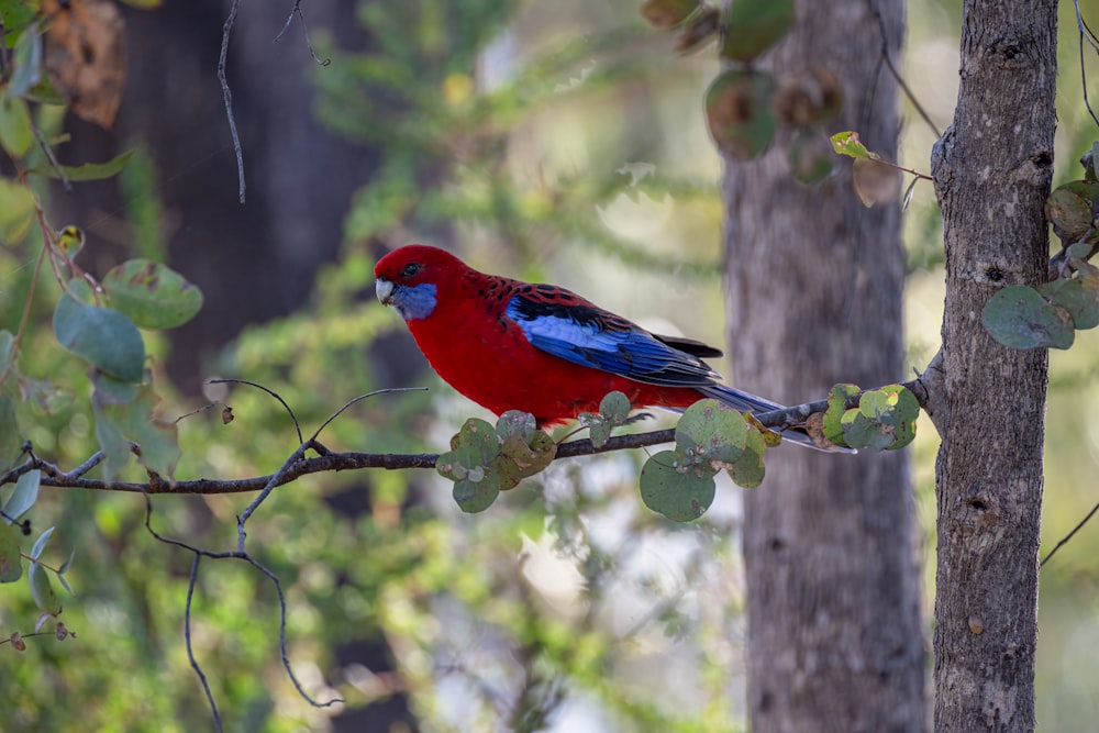 a red and blue bird perched on a tree branch