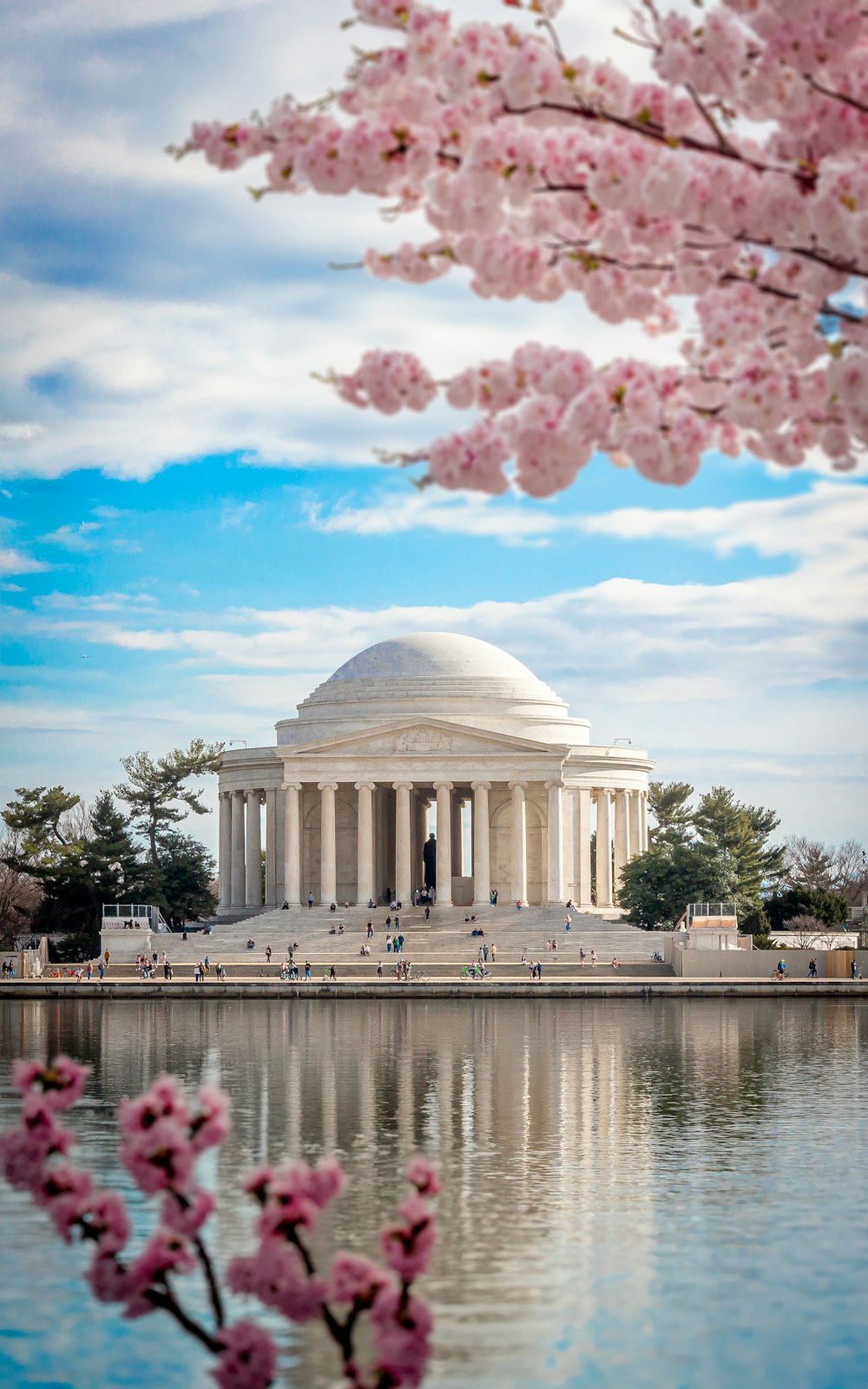 a view of the jefferson memorial with cherry blossoms in bloom