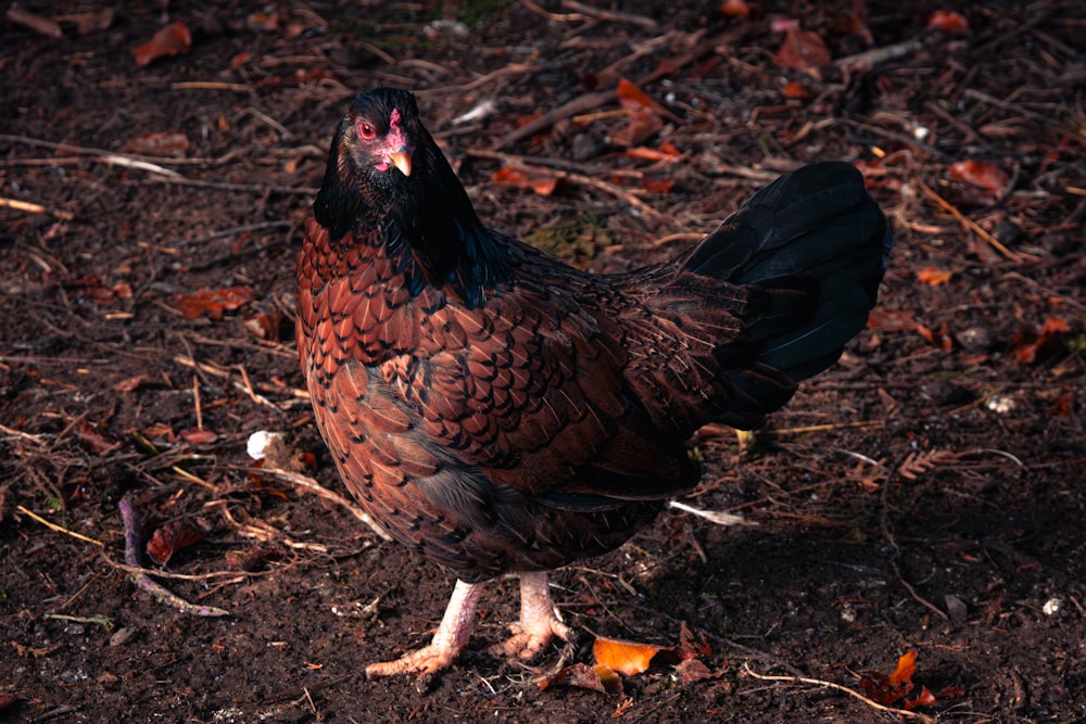 a large chicken standing on top of a dirt field