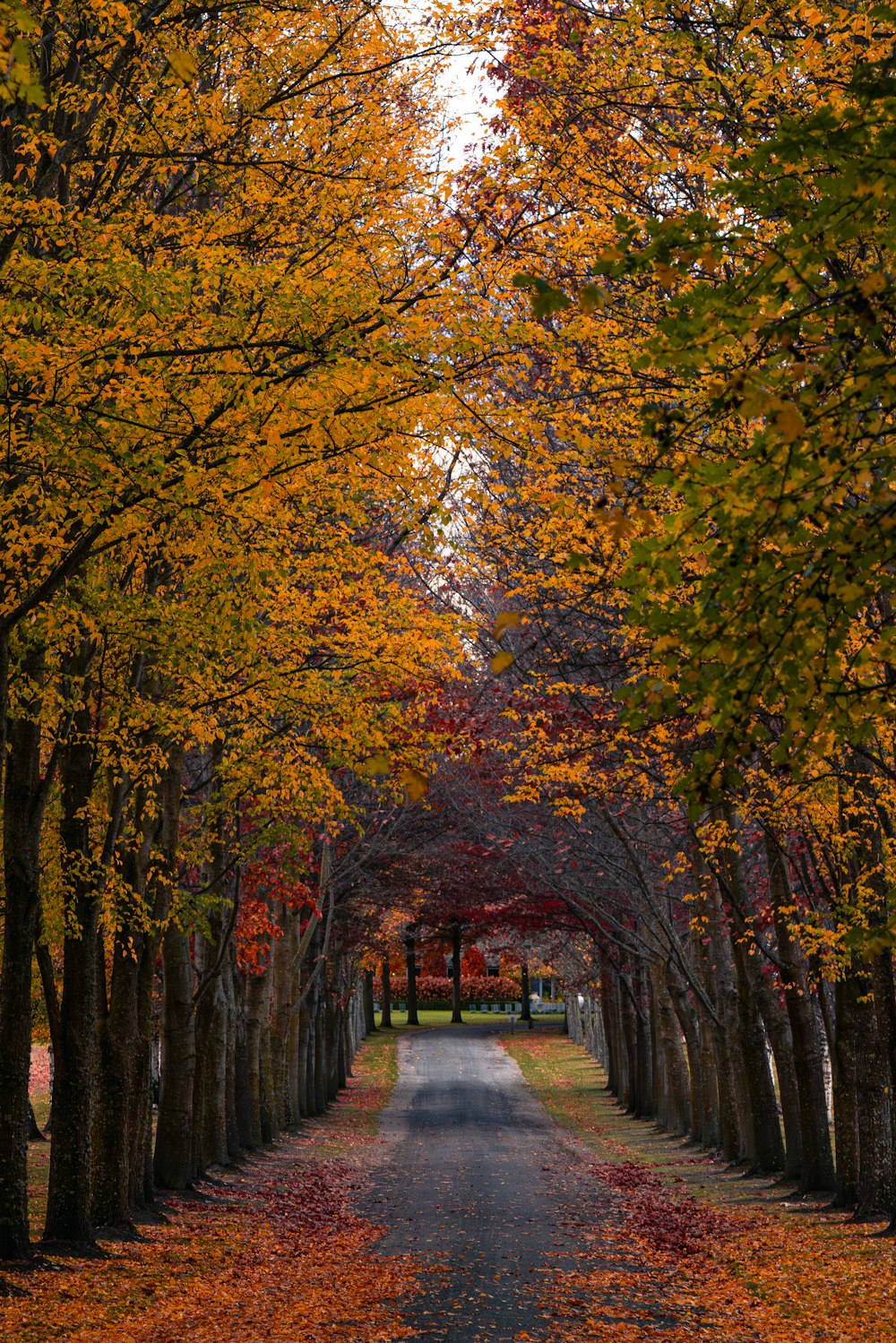 a road lined with trees with yellow and red leaves