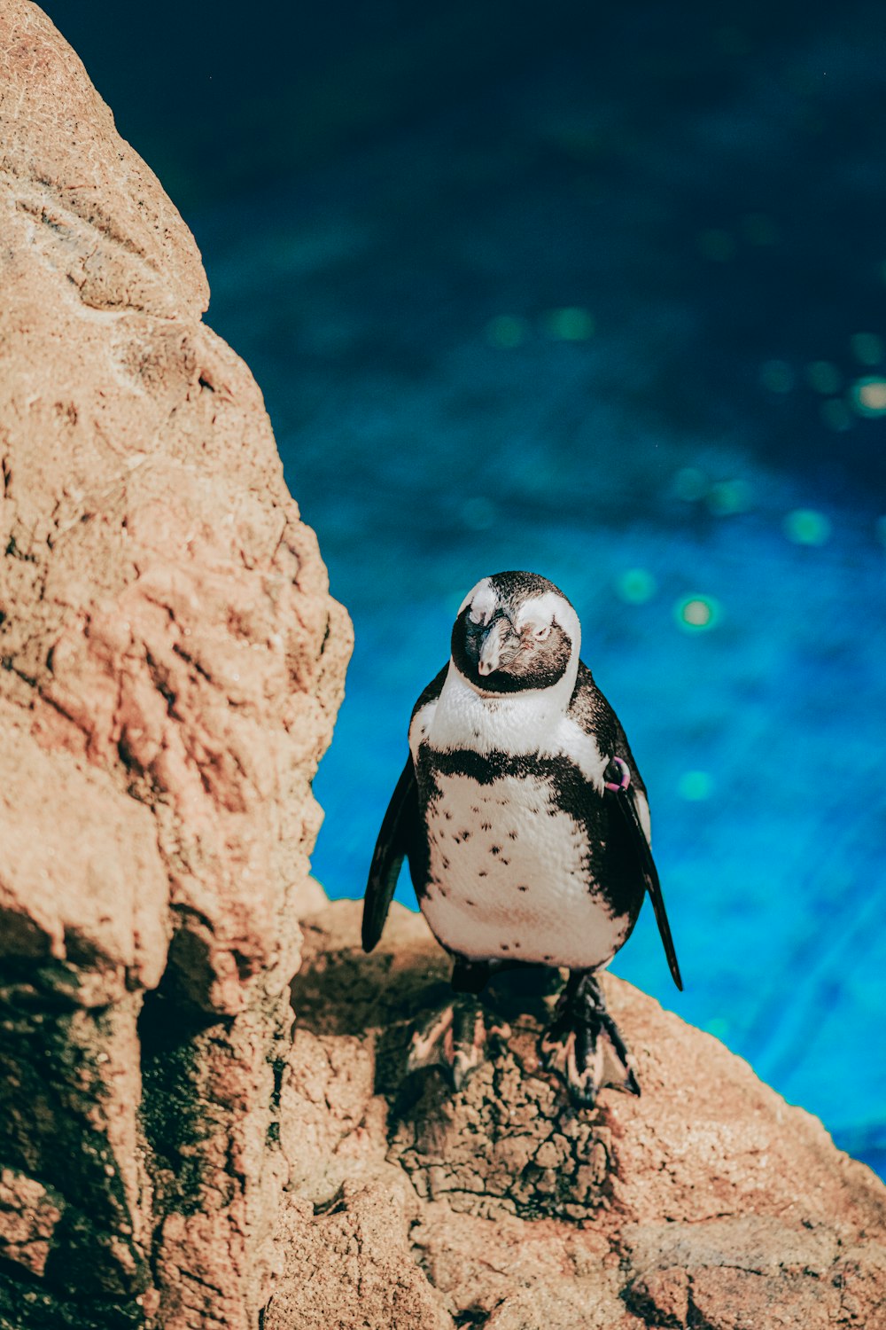 a penguin sitting on top of a rock next to a pool