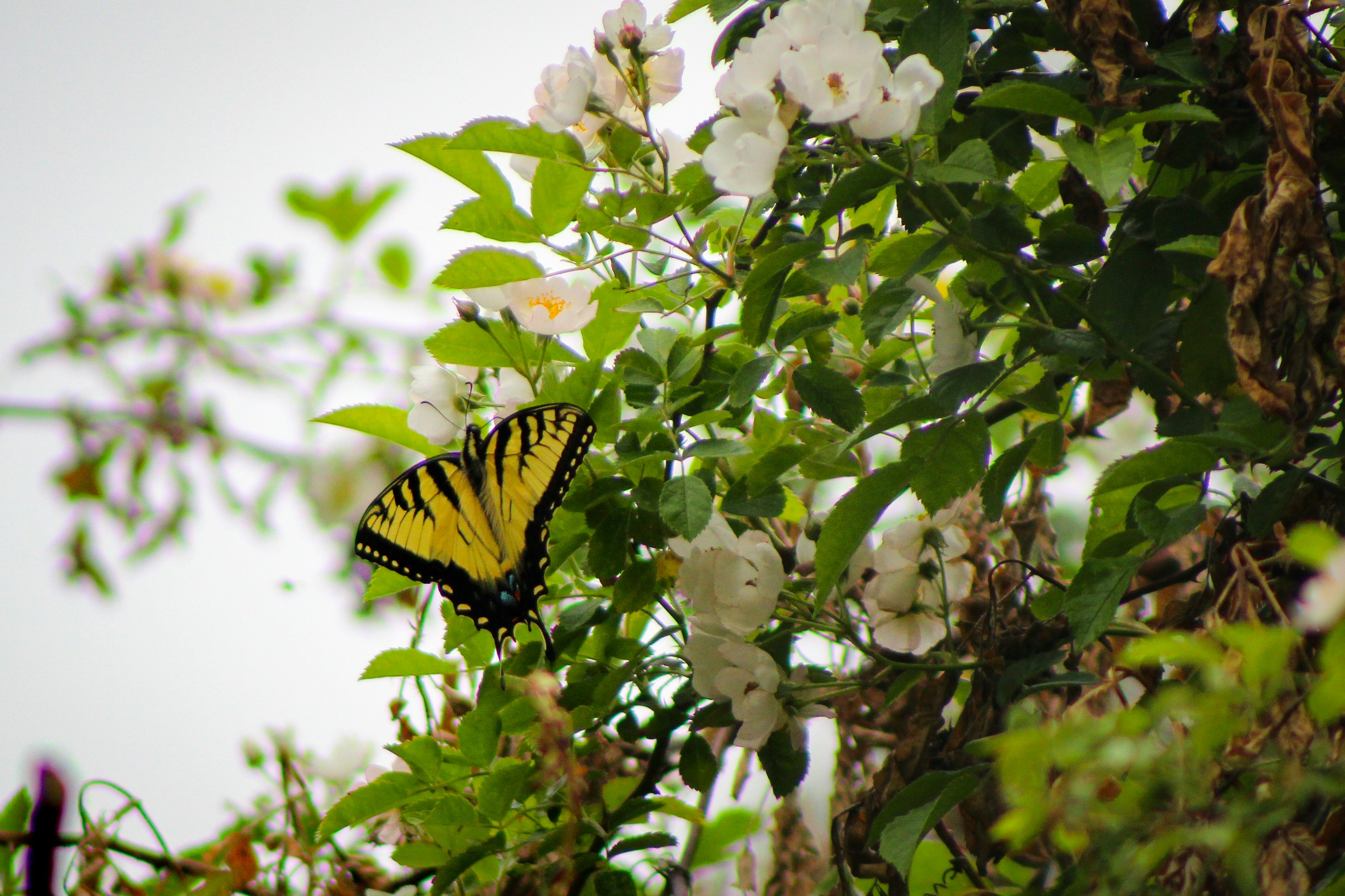 Photo by nitrousparrot