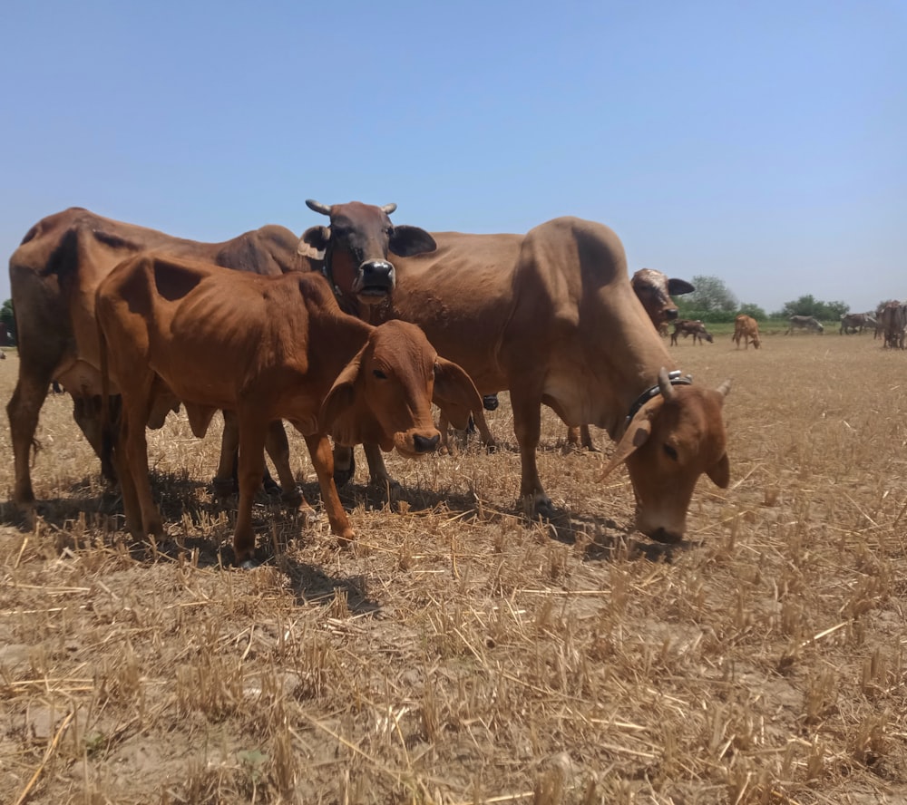 a herd of cattle standing on top of a dry grass field