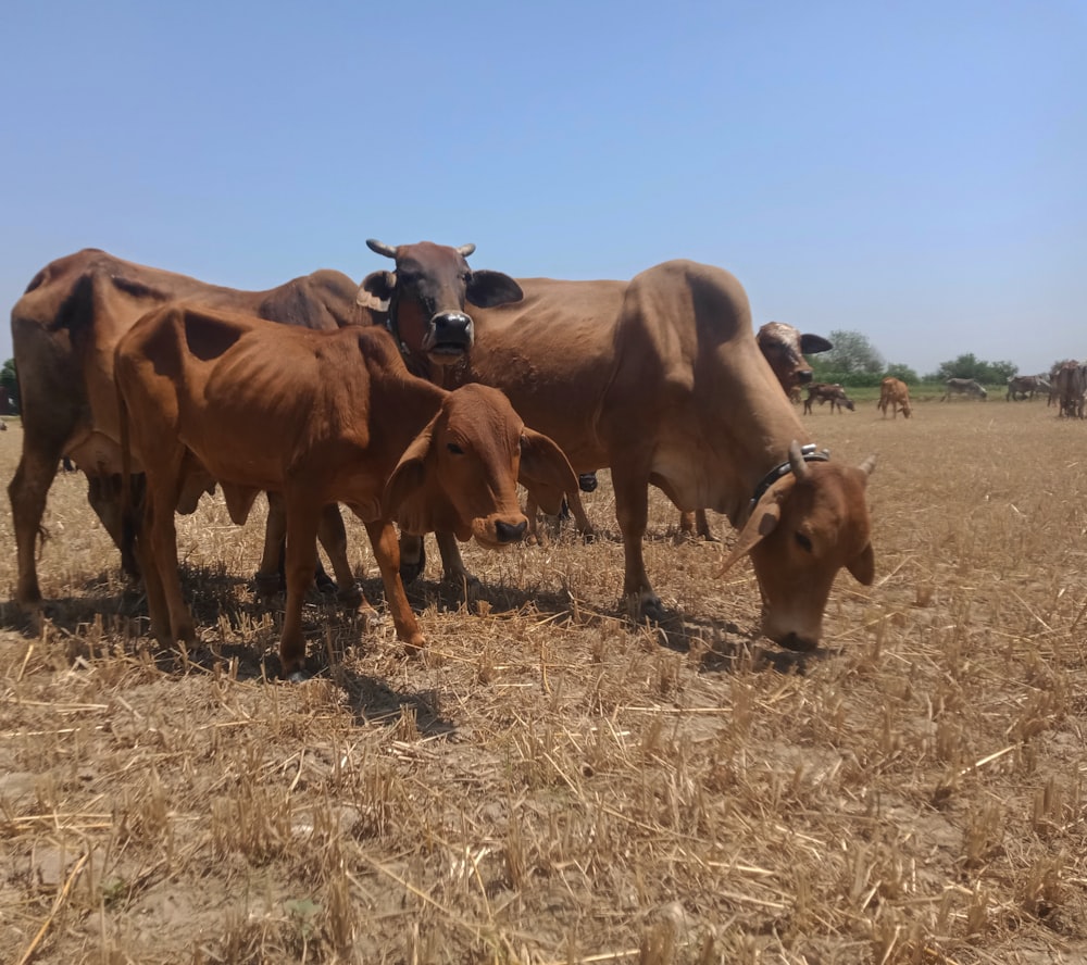 un rebaño de ganado parado en la cima de un campo de hierba seca