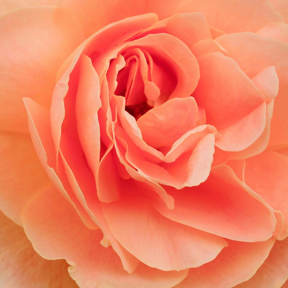 a close up of a peach colored rose