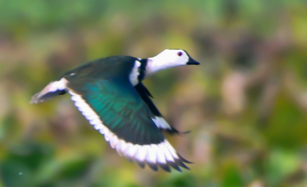 a blue and white bird flying through the air
