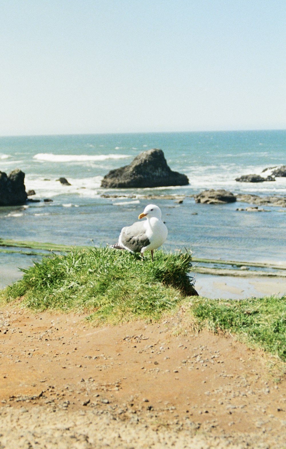 a seagull is sitting on the sand near the water
