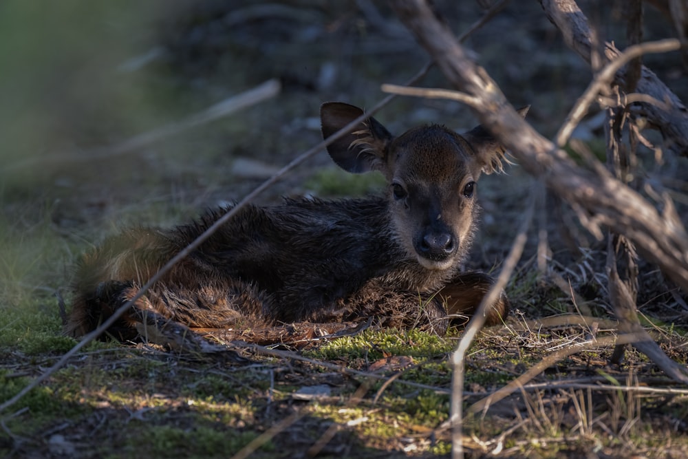 a baby deer is laying in the grass