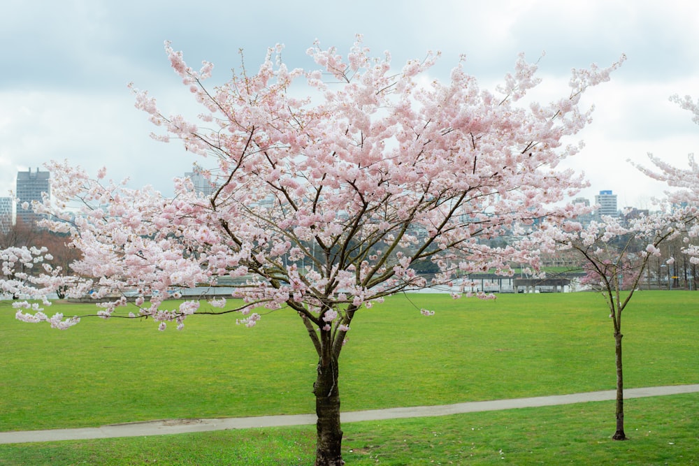 un albero con fiori rosa in un parco
