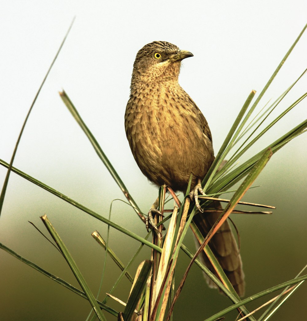 a small bird perched on top of a pine tree