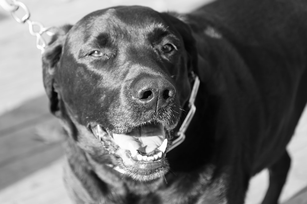 a black dog with a chain around its neck