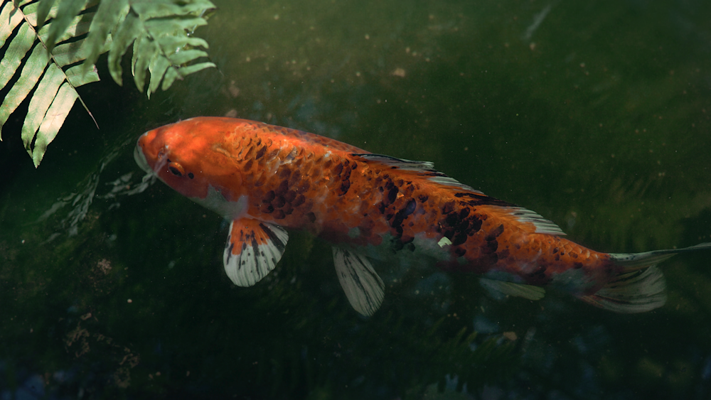 a large orange fish swimming in a pond