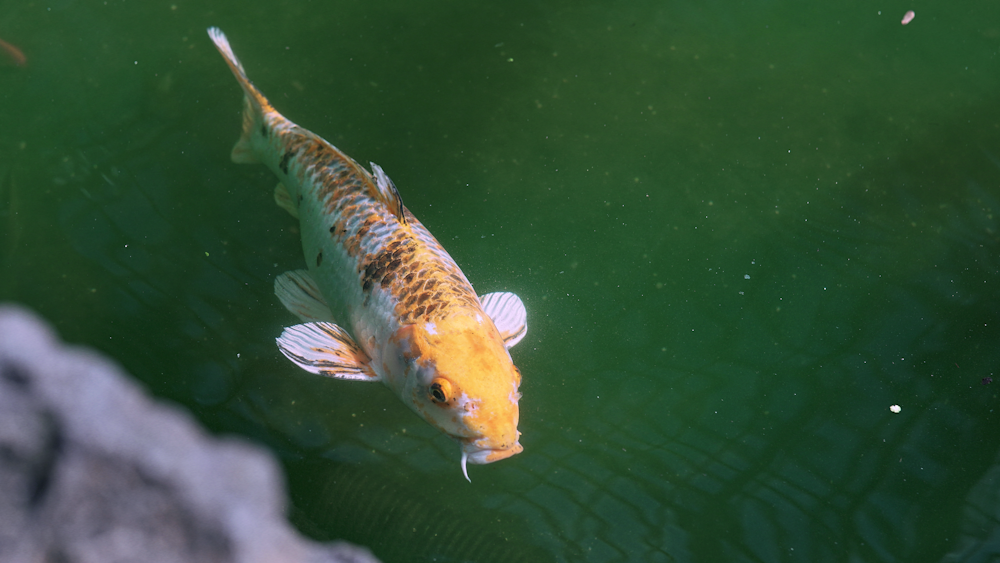 a fish is swimming in a pond of water