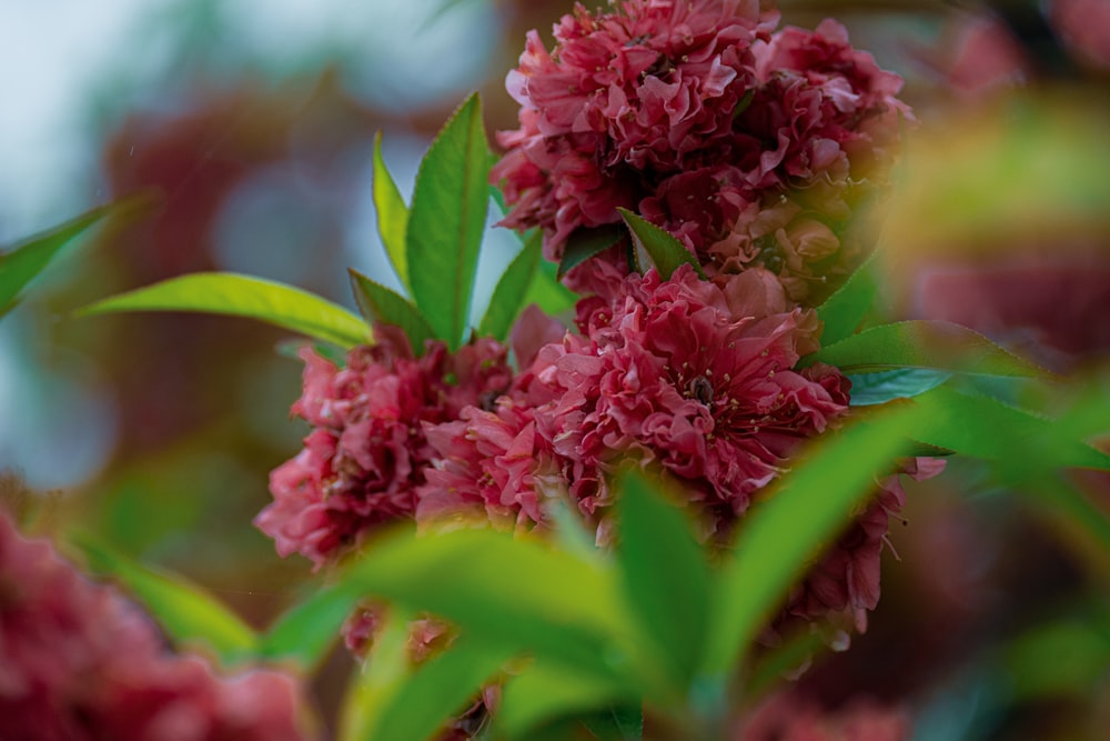 a close up of a bunch of flowers on a tree