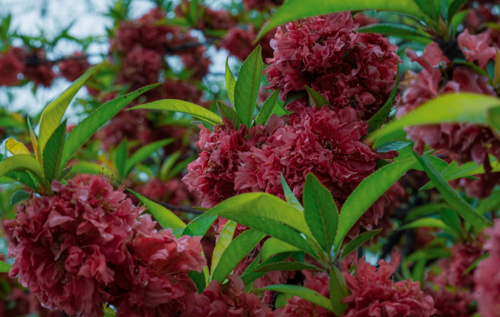 a bunch of flowers that are on a tree