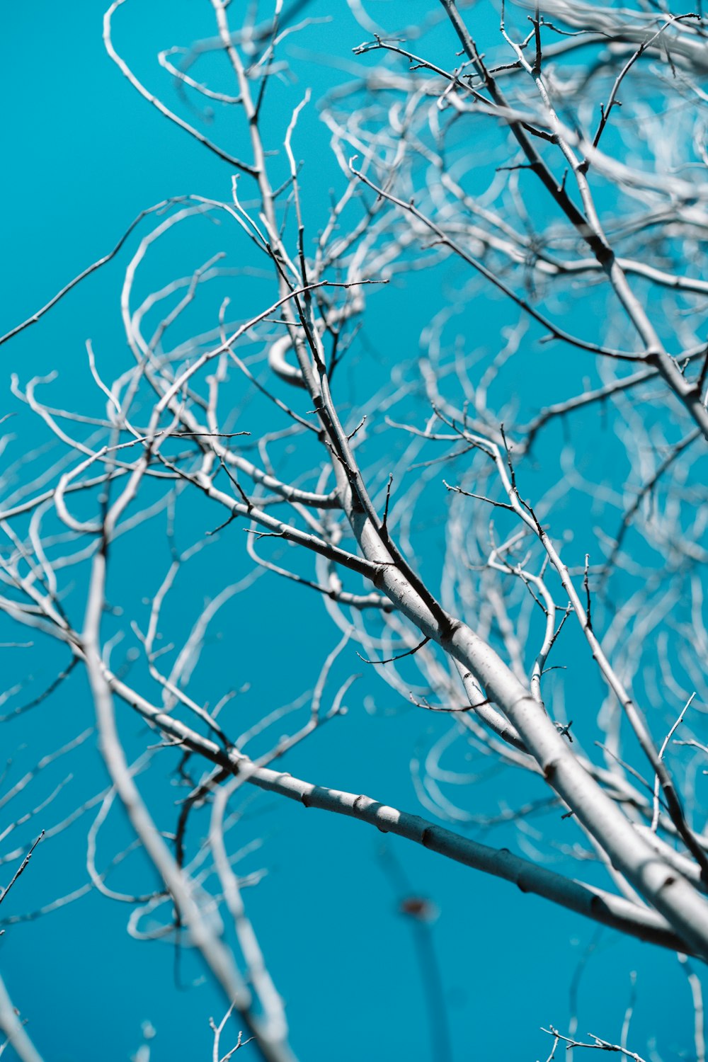 a bird perched on top of a tree branch