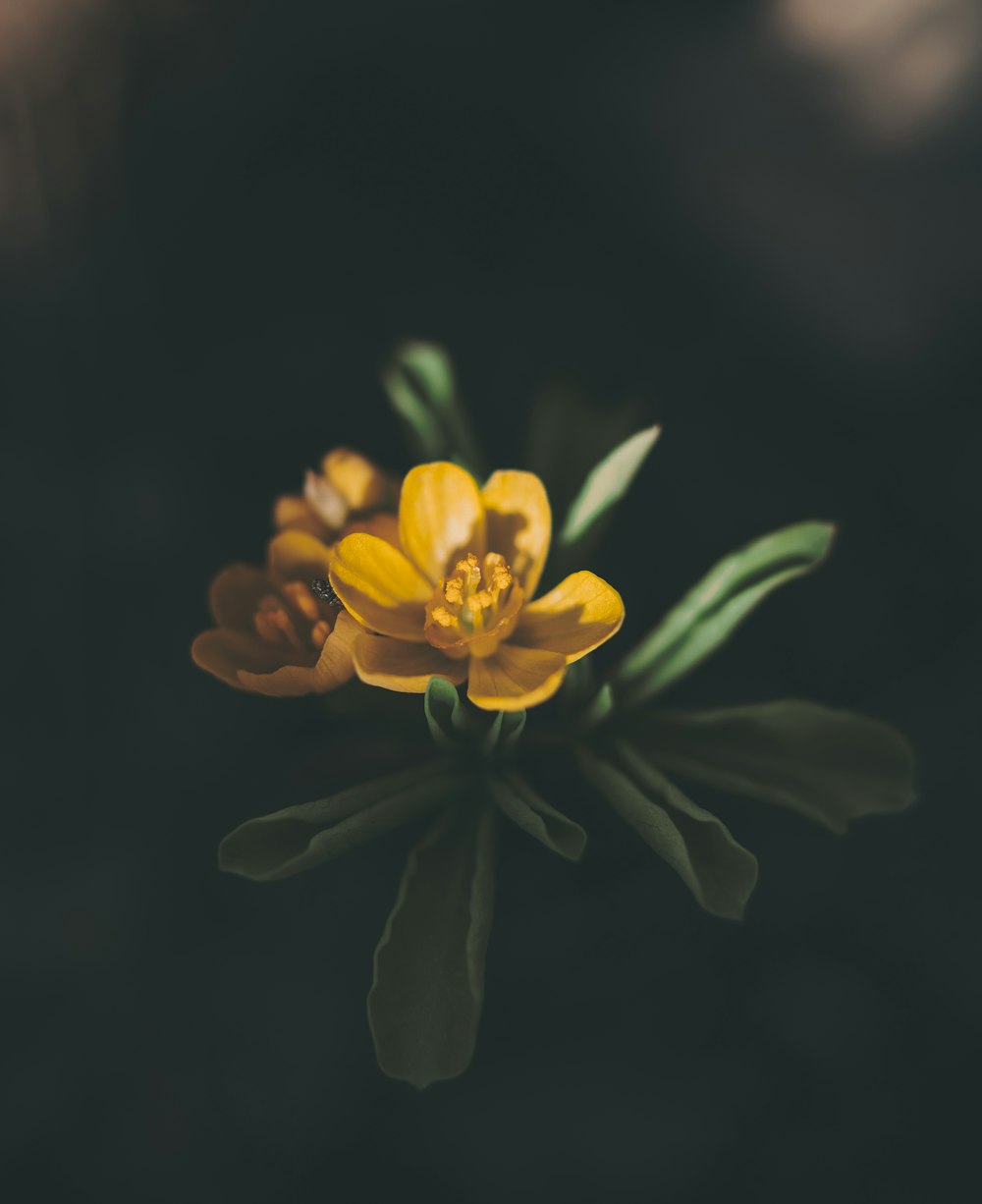 a close up of a yellow flower with green leaves