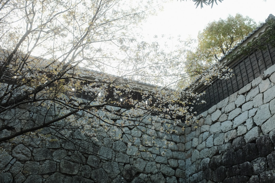 a stone wall with trees in the background,