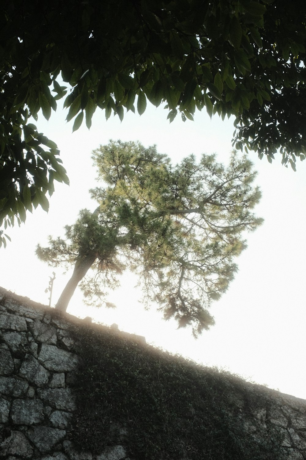 a stone wall with a tree on top of it