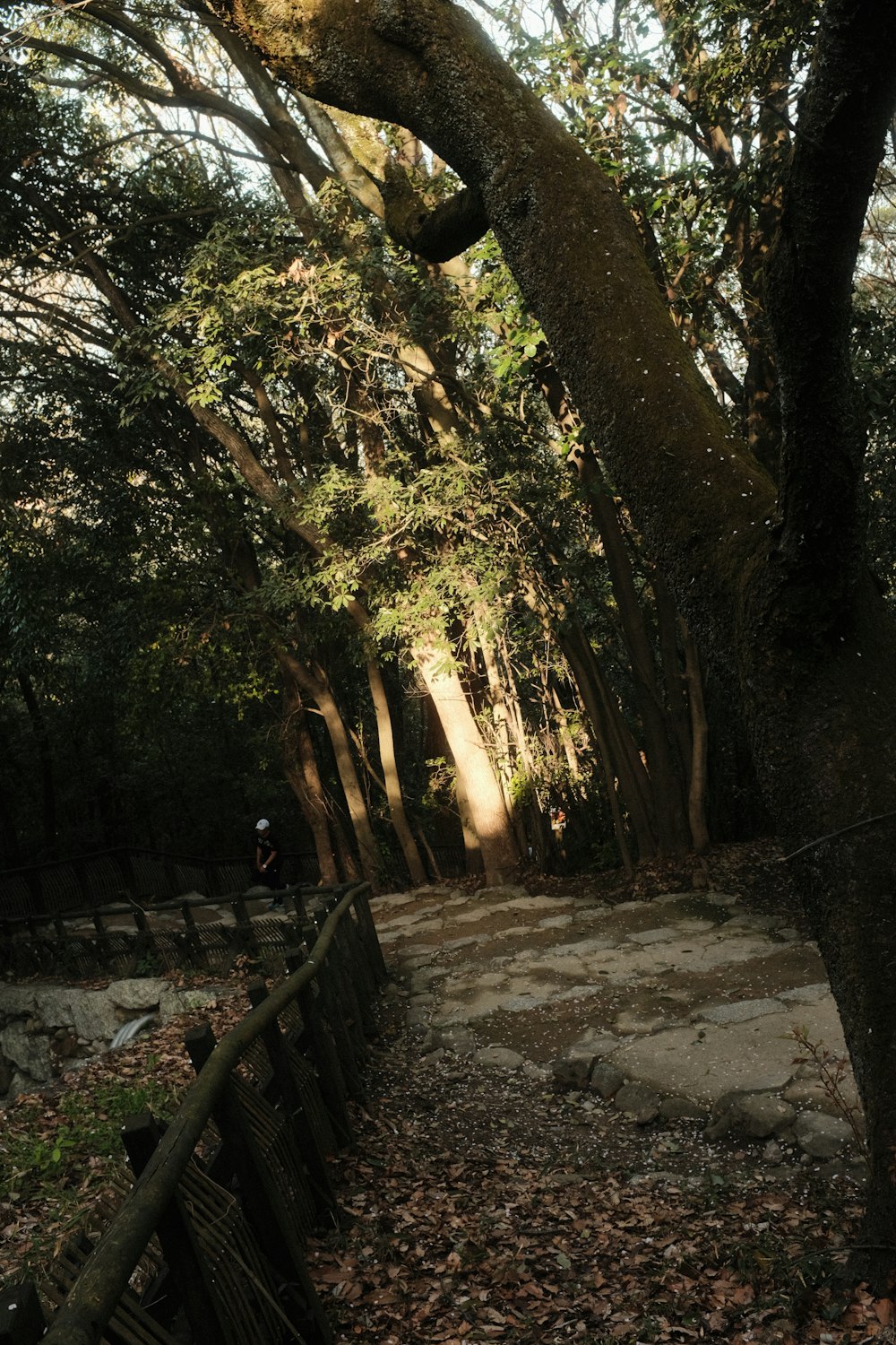 a path in a wooded area with trees and leaves on the ground