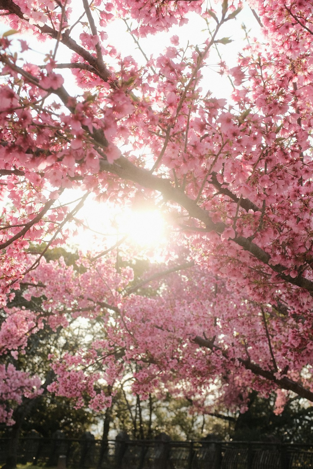 the sun shines through the branches of a cherry blossom tree