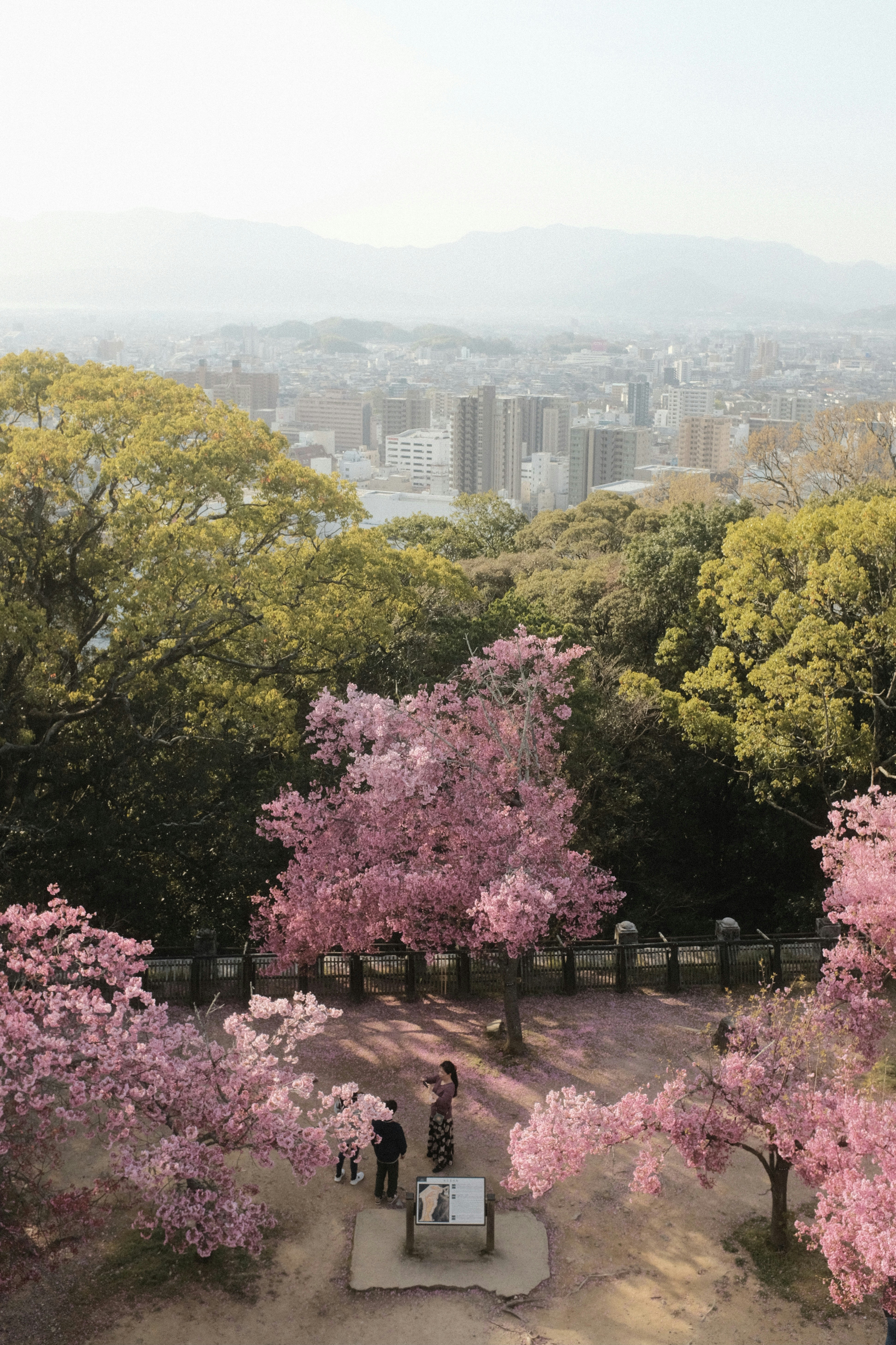 9 Best Time To Visit Korea For Cherry Blossoms And Hanbok