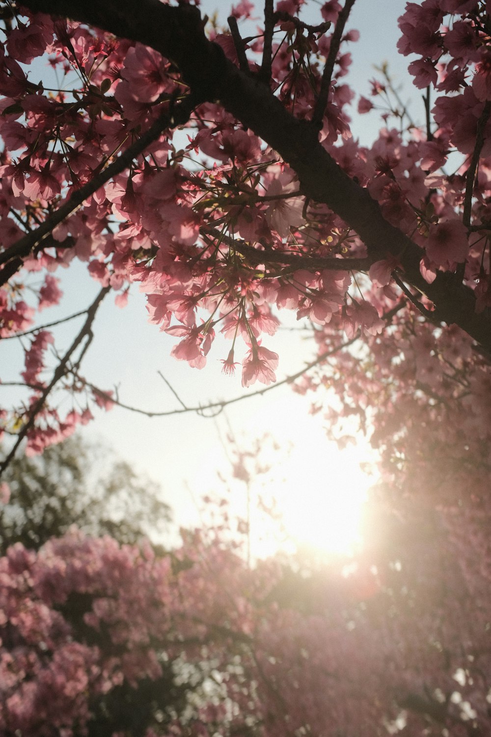 the sun is shining through the branches of a tree