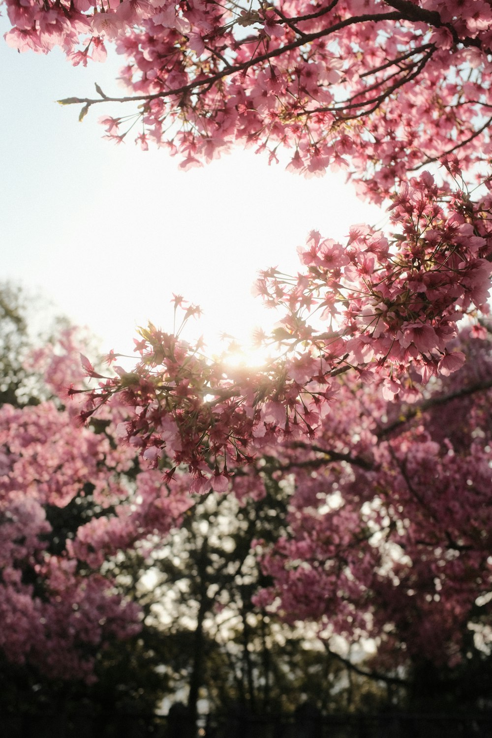 Le soleil brille à travers les branches d’un cerisier en fleurs
