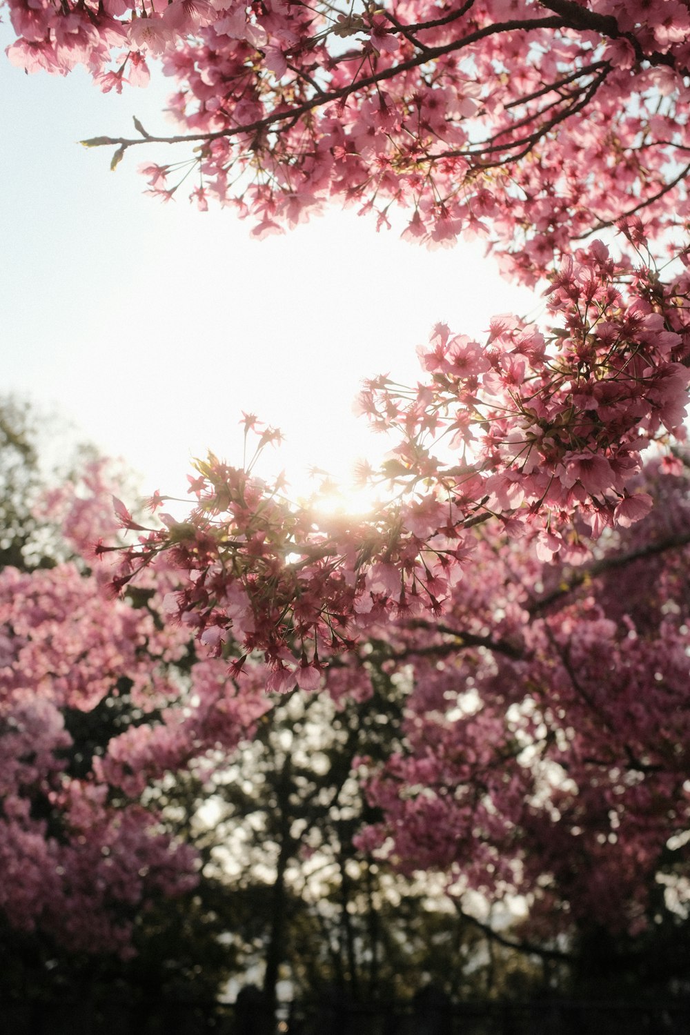 O sol brilha através dos galhos de uma cerejeira em flor