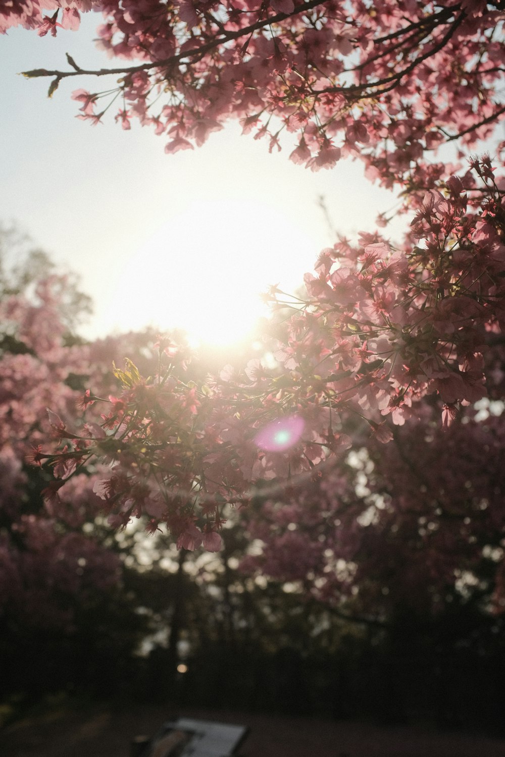 the sun shines through the branches of a tree